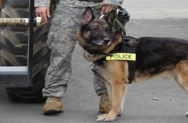 Top 5 Police Dog Breeds To Look For