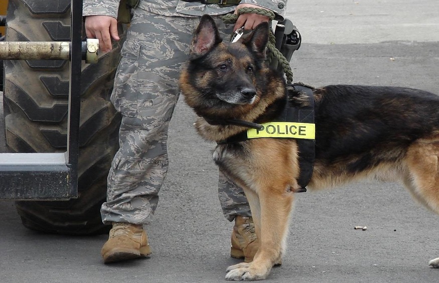 Top 5 Police Dog Breeds To Look For